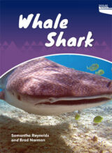 Whale Shark SB